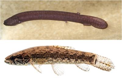Paleogene emergence and evolutionary history of the Amazonian fossorial fish genus Tarumania (Teleostei: Tarumaniidae)